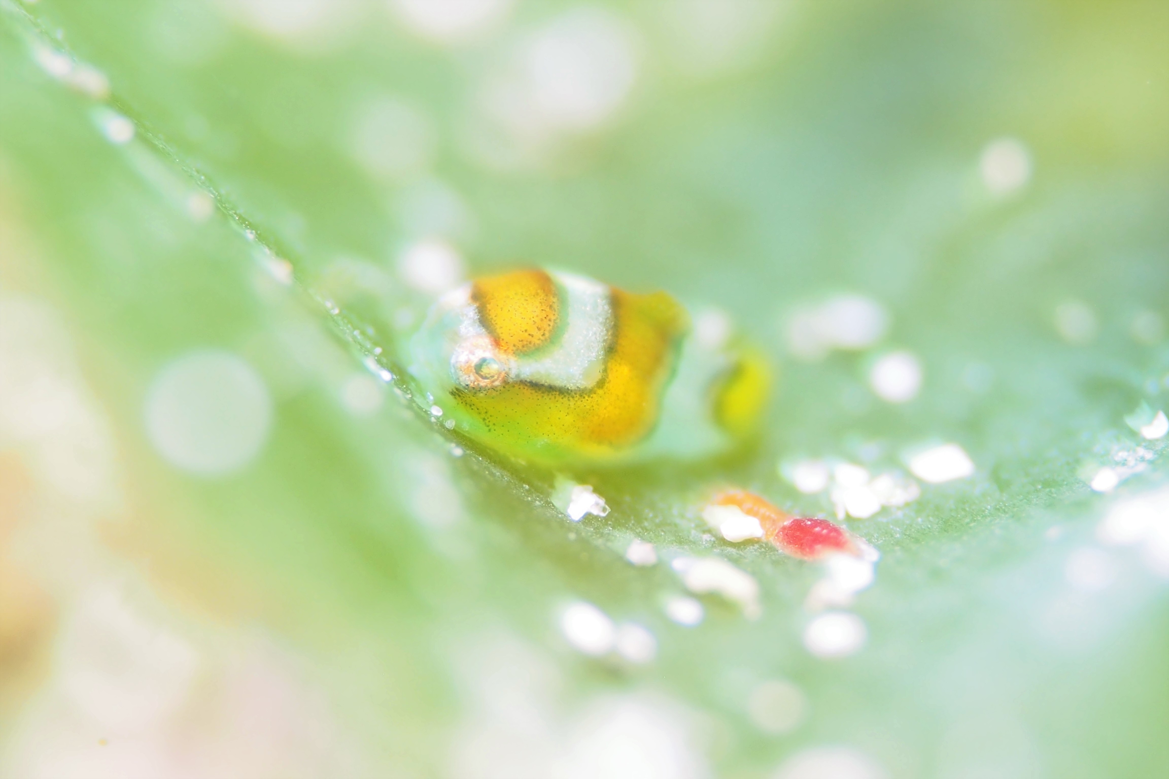 春に見る天使！マクロな世界にようこそ！