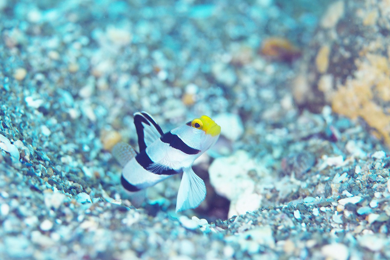 安良里ダイビングで見た生物、ネジリンボウ