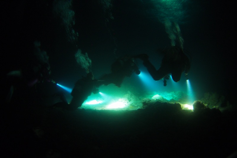 ダイビングで３名のダイバーが暗闇なのでライトを照らして生物を探している画像