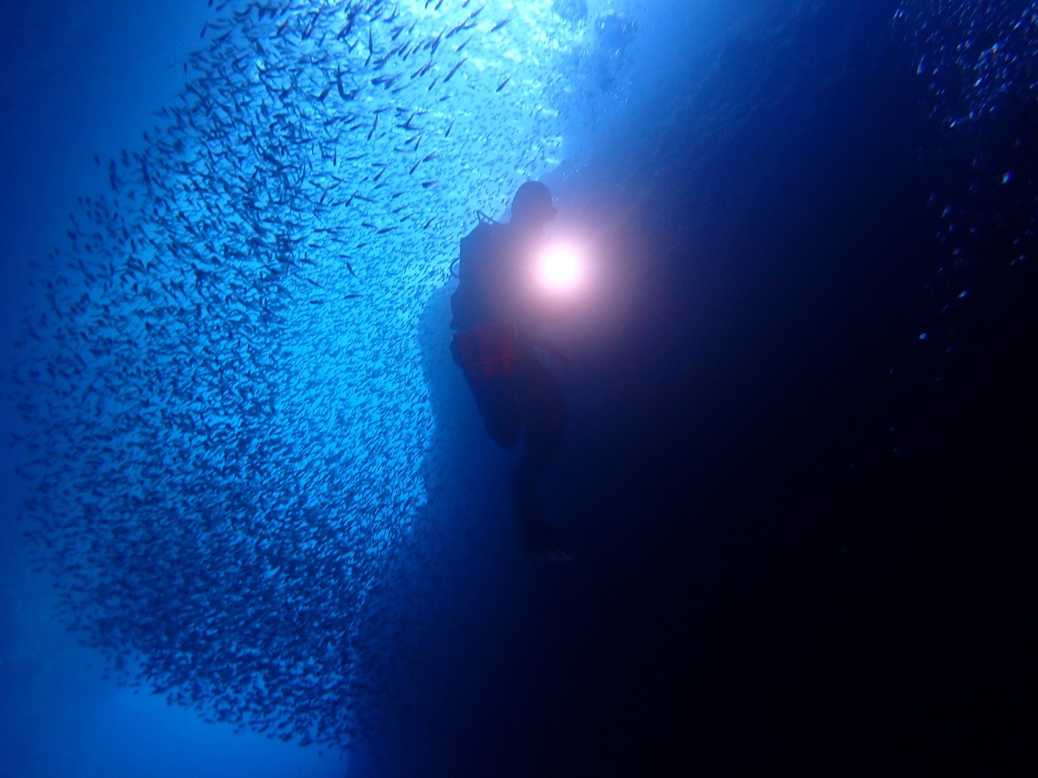 ダイビングの洞窟で魚の群れと一緒に泳いでいる画像