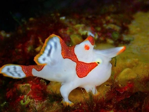 クマドリカエルアンコウ