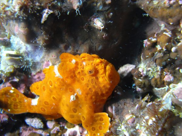 岩場に隠れているカエルアンコウ