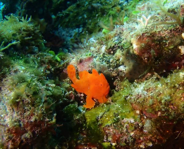 イロカエルアンコウ