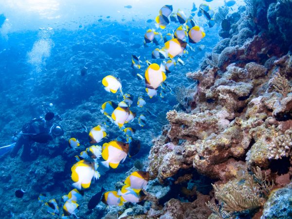 チョウチョウオの群れが泳いでいる様子