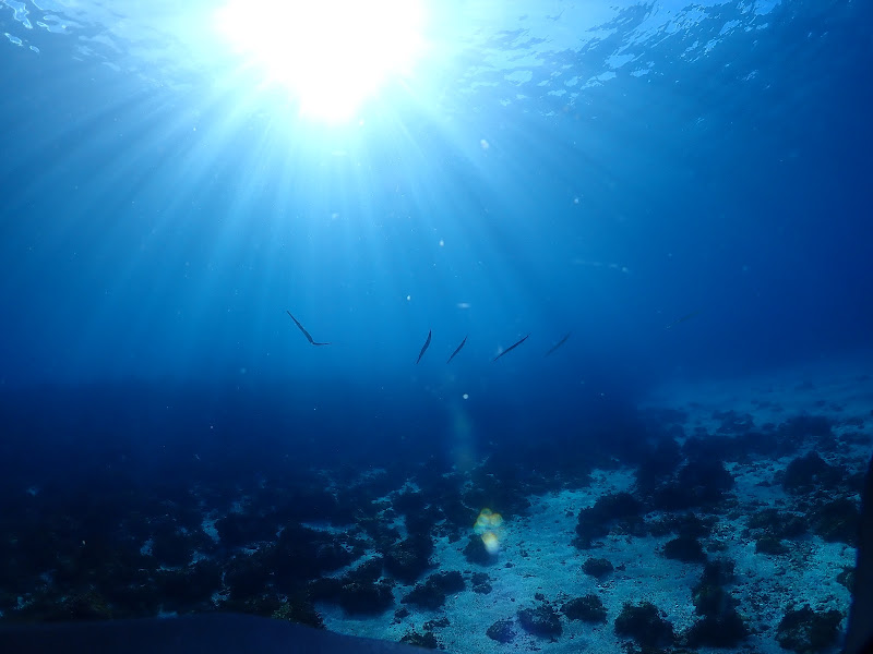 冬は海水の透明感がよく、晴れ間も多い季節✨