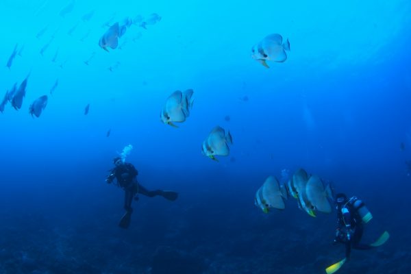 魚と一緒に泳ぐダイバー