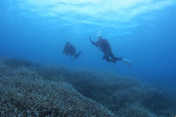 ダイバーが中性浮力を取って泳いでいる様子