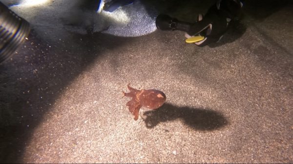 小さいタコが泳いでいる様子