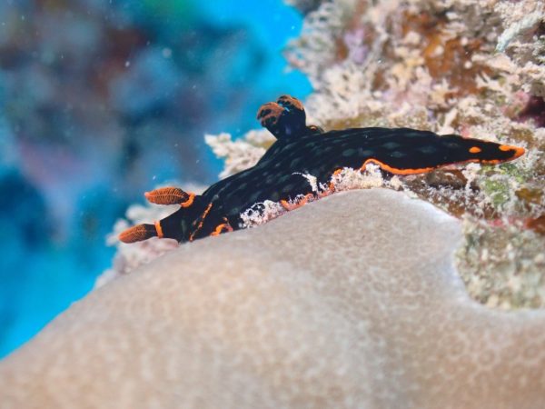 黒にオレンジのラインが入ったウミウシの写真