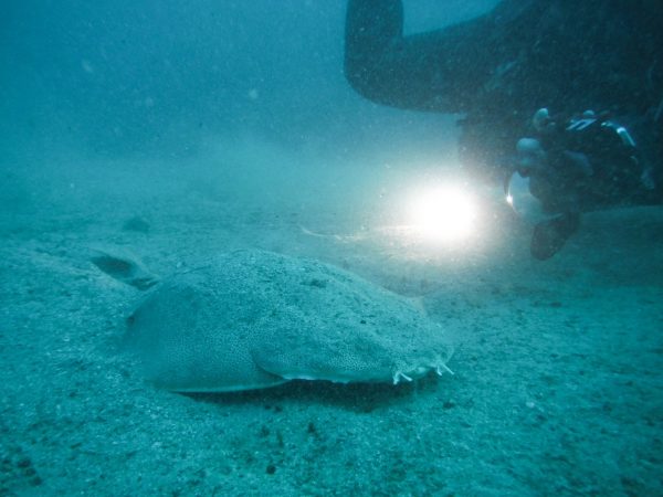 海底でライトを照らされるカスザメ