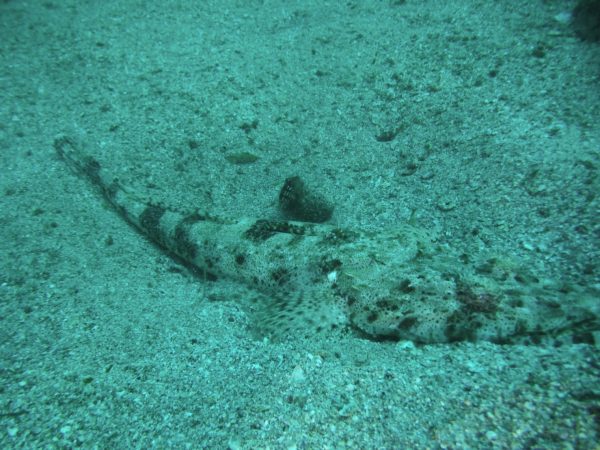 海底にいるワニゴチの写真