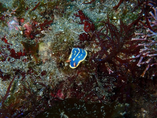 生き物アオウミウシの写真