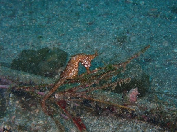 生き物タツノオトシゴの写真