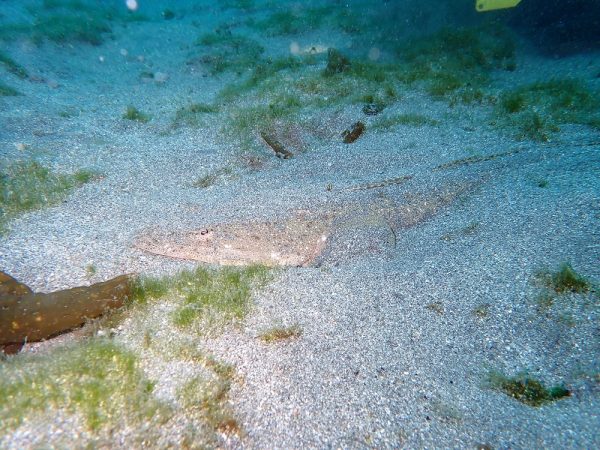 生き物海底にいるマゴチの写真