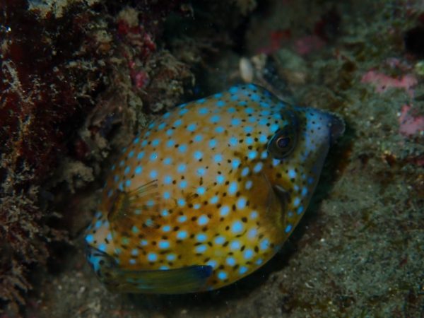 生き物キタマクラの写真