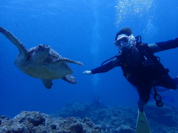 海の中でウミガメとダイバーの写真