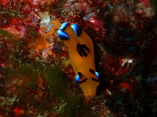 ウミウシ