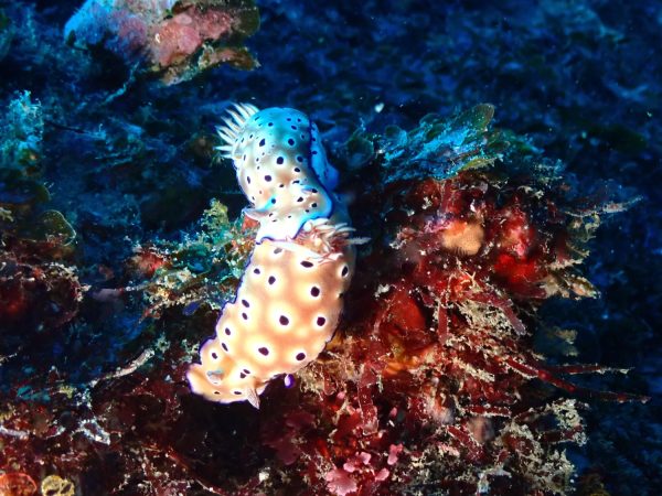 ウミウシ