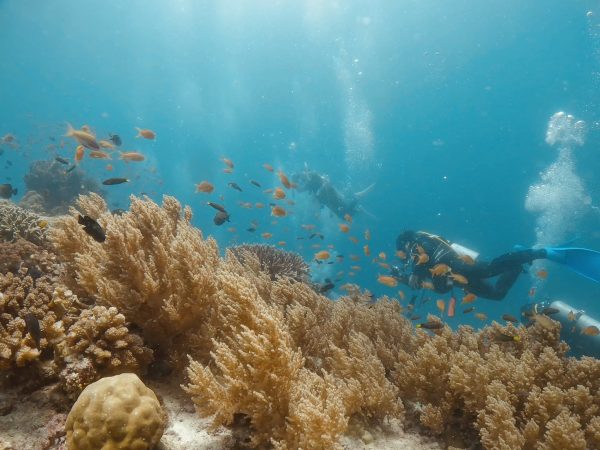熱帯魚とダイバー