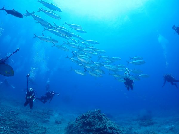 回遊魚たち