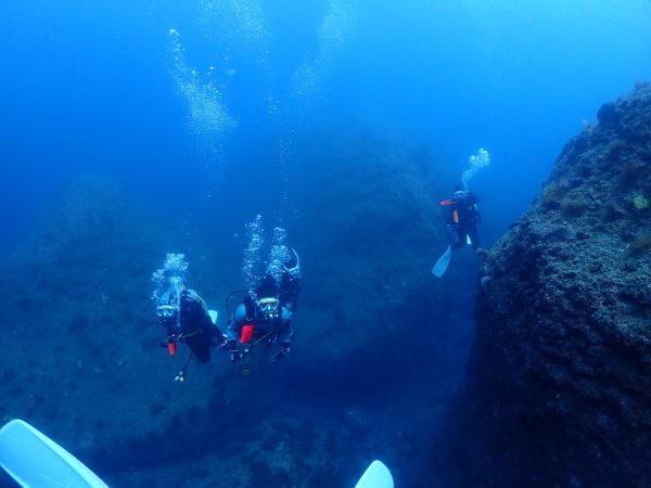 自由に海の中を泳いでいるダイバー