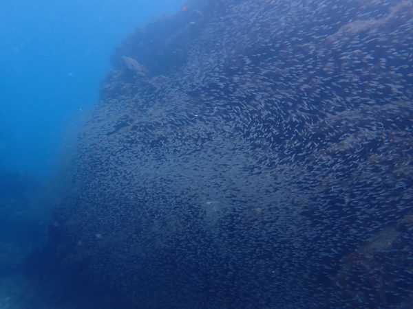 富戸で見れる魚群part２