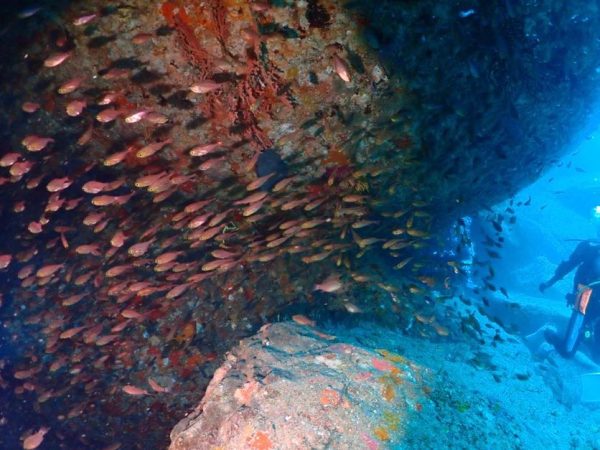 魚の群れ