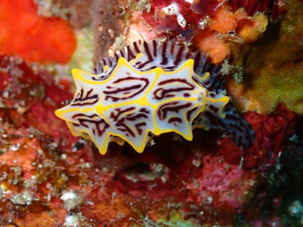 パイナップルウミウシ