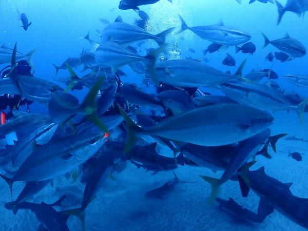 大型回遊魚