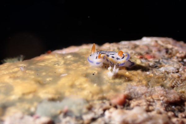 ウミウシ