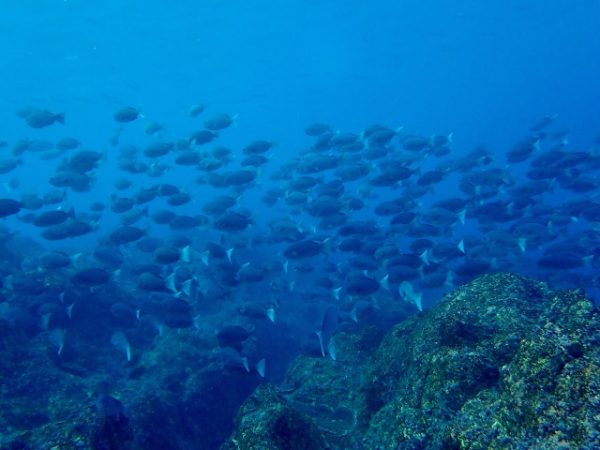 魚の群れ