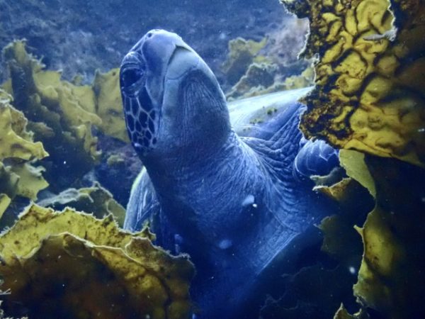 ウミガメ