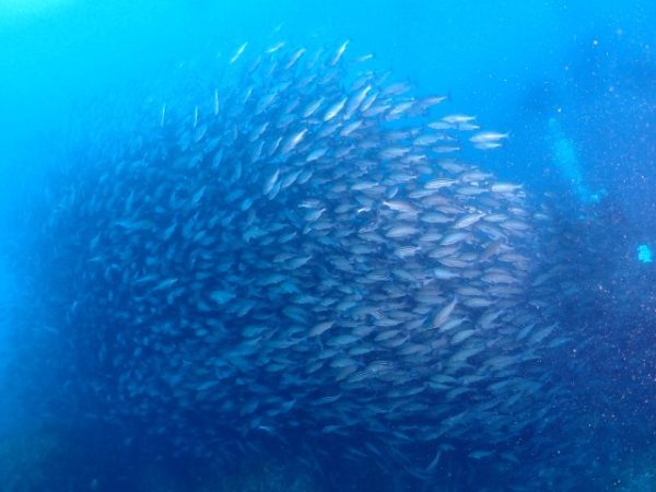 魚の群れ