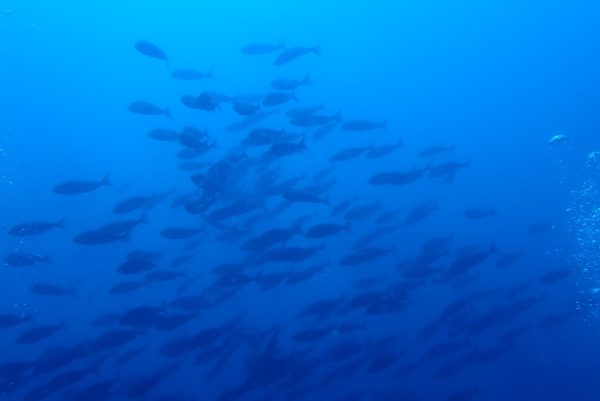 魚の群れ