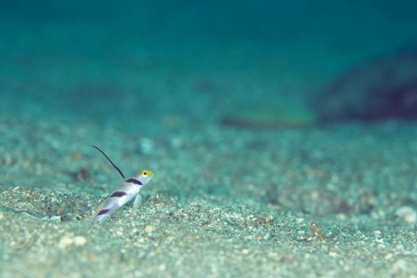 ヒレナガネジリンボウ