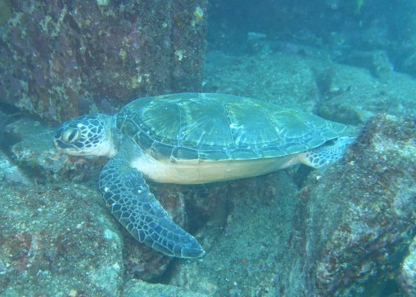 ウミガメ