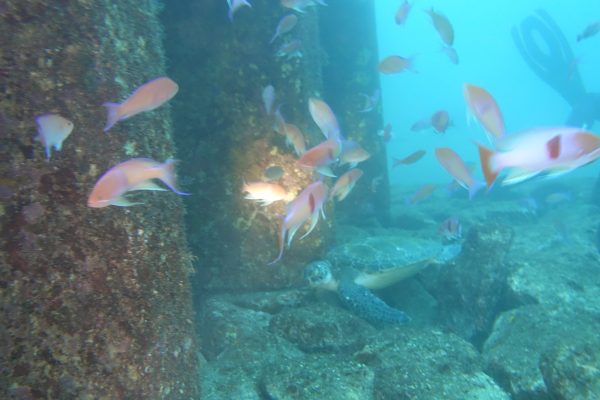 魚とウミガメ