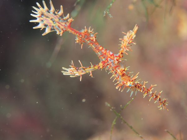 季節来遊魚