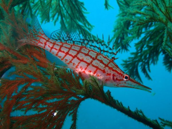 チェック柄の魚