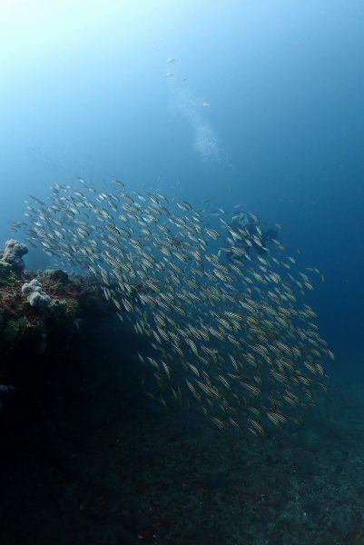 川の流れのようなイサキの群れ