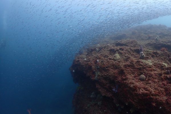 川の流れのようなキビナゴの群れ