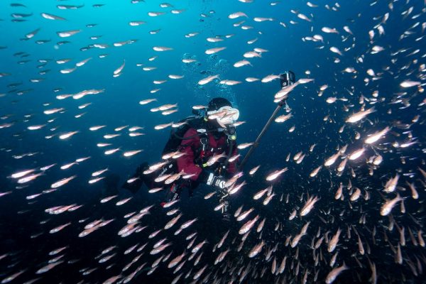 魚の群れの奥にダイバー