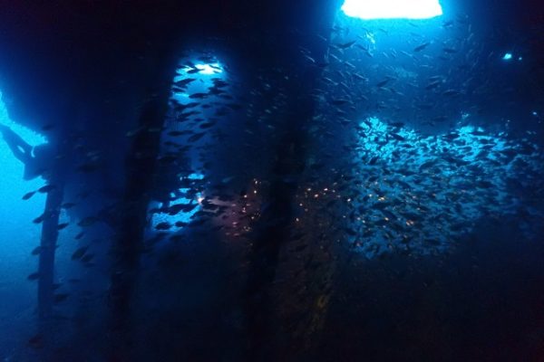 生き物が住み着いている沈没船
