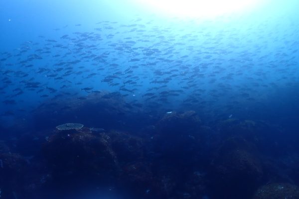 魚の群れ