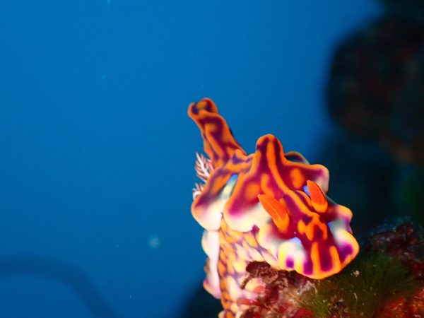 ミアミラウミウシ