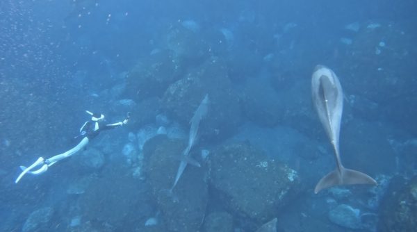 イルカと一緒に泳ぐ女性