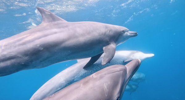 3匹のイルカが泳いでいる様子