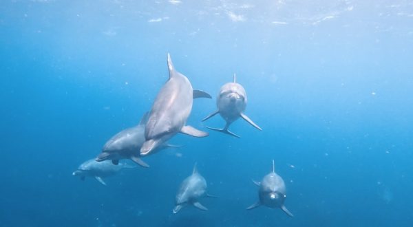 6頭のイルカが泳いでいる様子