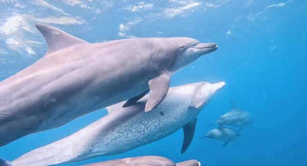 ミナミバンドウイルカのお腹の斑点