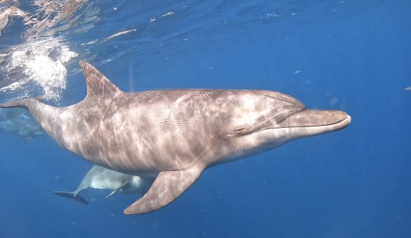 イルカが笑っている様子